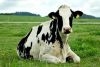 АО «Ильино-Заборское» получил в распоряжение молочный комплекс на 408 голов для крупного рогатого скота